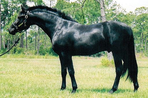 FriesianSporthorsestallion.jpg