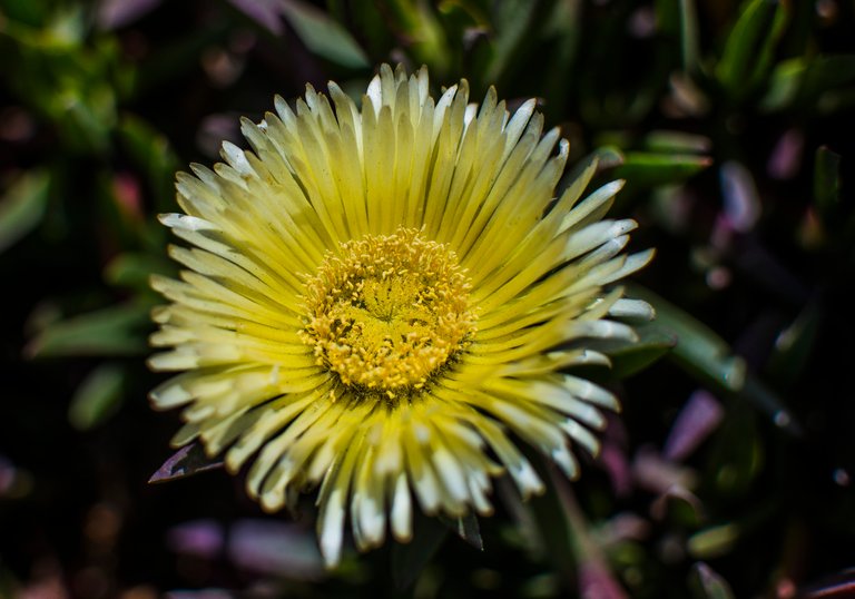 yellow ice plant.jpg