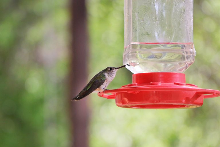 2E5A1759 Hummingbird Beak.jpg