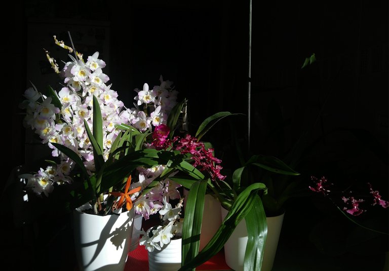 orchid bush bloom 3.jpg
