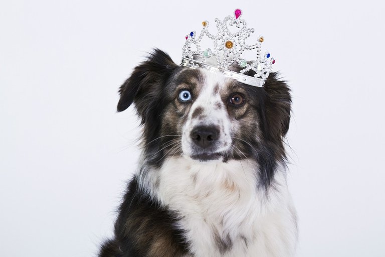 pup.jpg