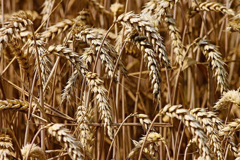 wheat-3524861_1280.jpg