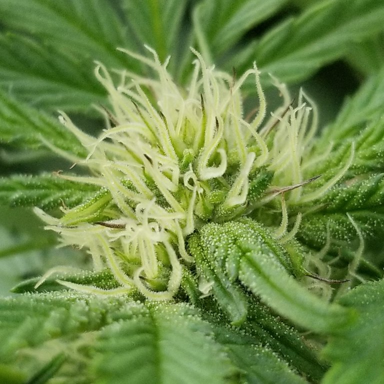 Ep9 GSC flower 3.jpg