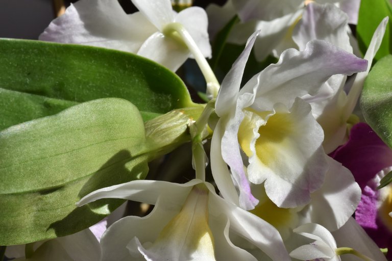 Three dendrobiums blooming 3.jpg