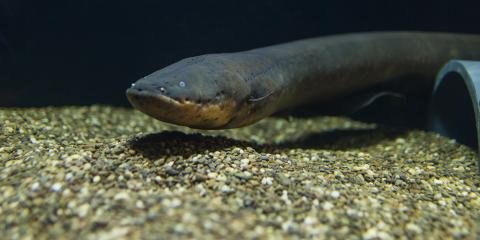 electric-eel-homepage-slide.jpg