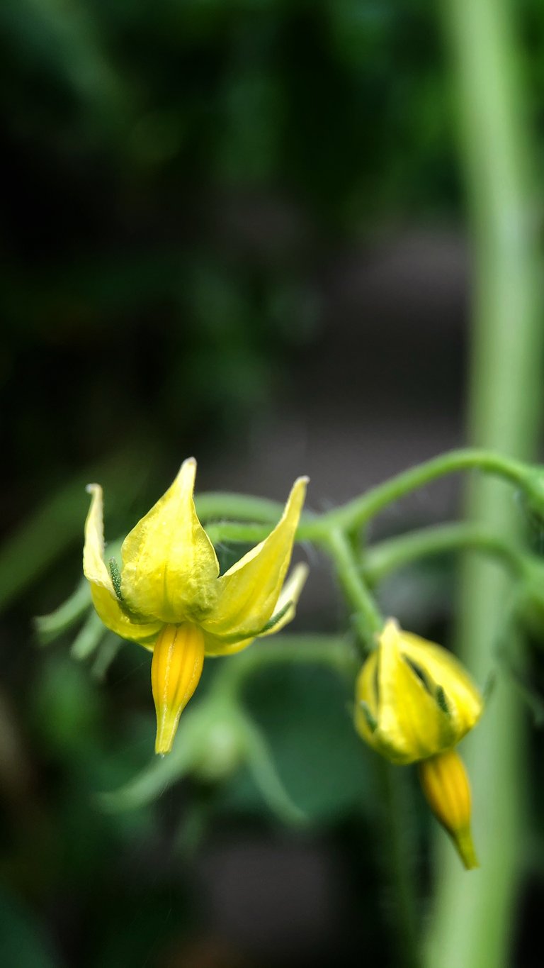 Tomato flowers