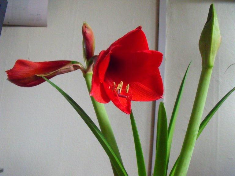 My Hippeastrum Spring 2014 007.JPG