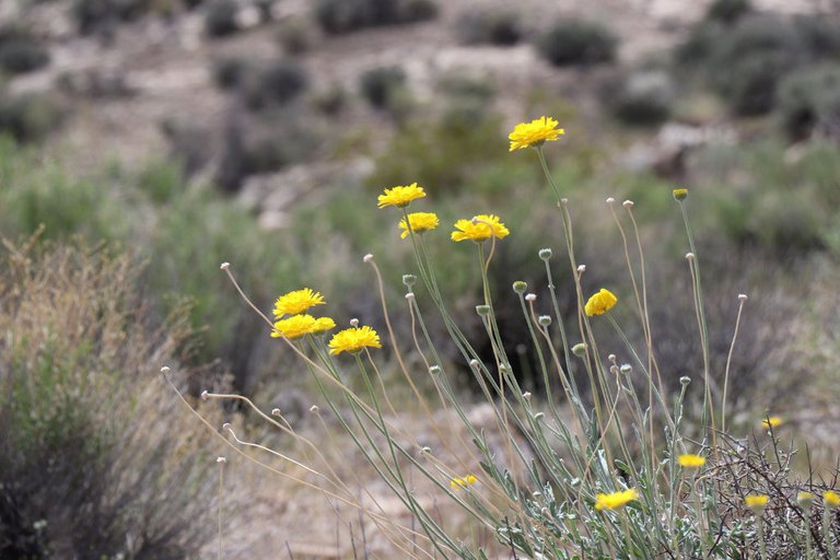 colorchallenge-yellow-single-flower - 1_lzn.jpg