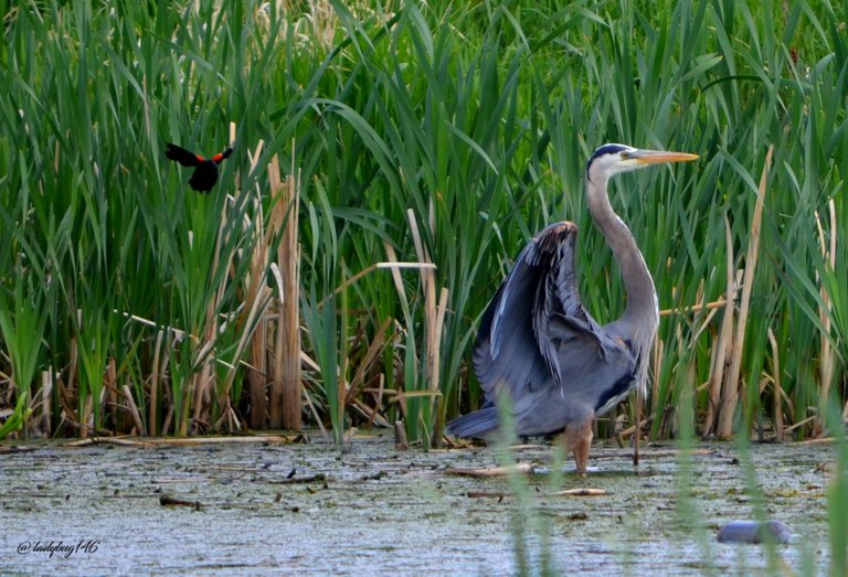 blue heron.jpg