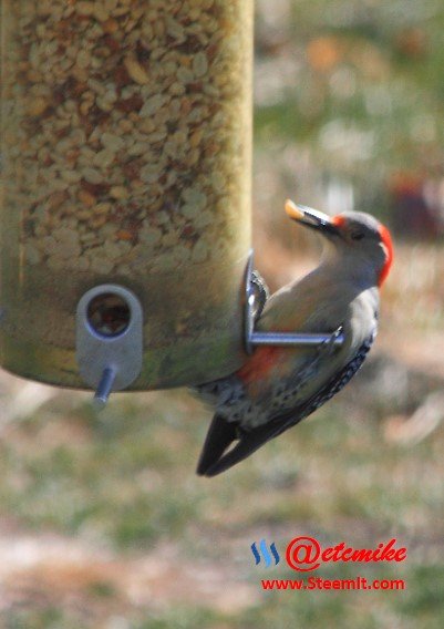 Red-bellied Woodpecker PFW47.jpg