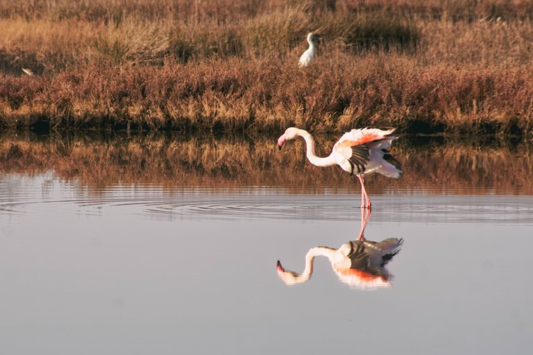 Flamingo 2 (1).jpg