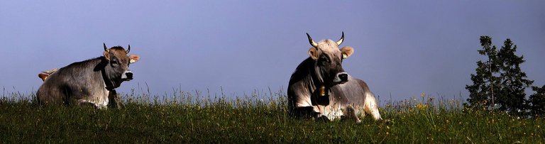 cows-1466254_1280 Kopie.jpg