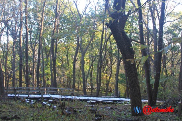 fall colors trees fontenelle forest landscape Fall0012.jpg