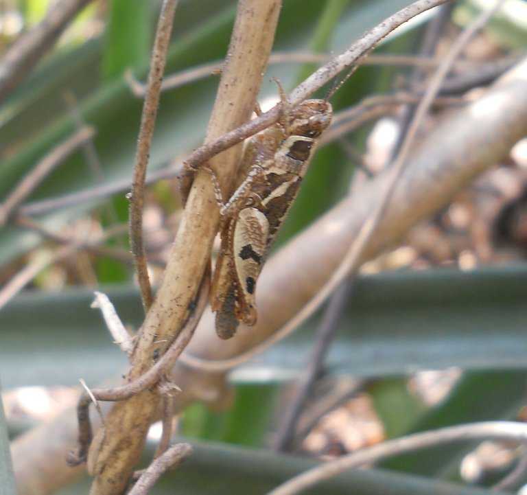 DSCN3313-1.jpg
