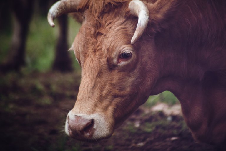 animal-bull-cattle-492233.jpg