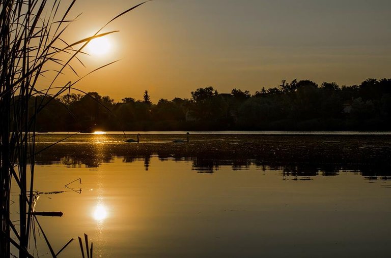 Golden Pond Morning.jpg