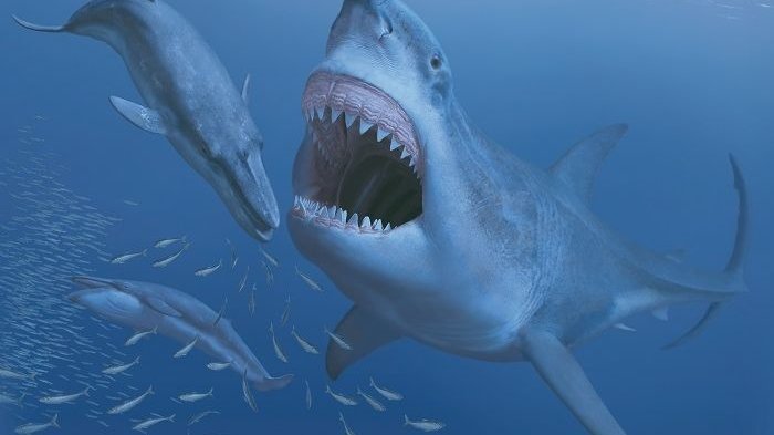 megalodon_20180810_160529.jpg