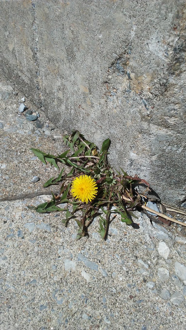 Dandelion Close.jpg