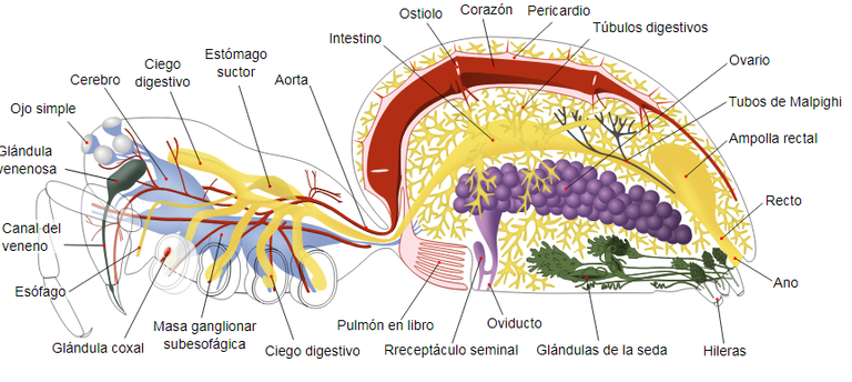 aranat.png