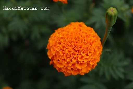 marigold-3412944__340.jpg