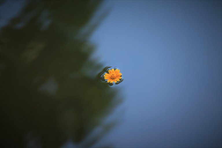 Flower floating.jpg