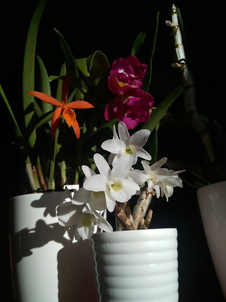 orchid bush bloom 1.jpg