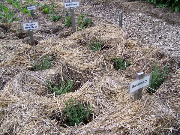 New Herb garden - Row 5 - rosemary crop June 2018.jpg