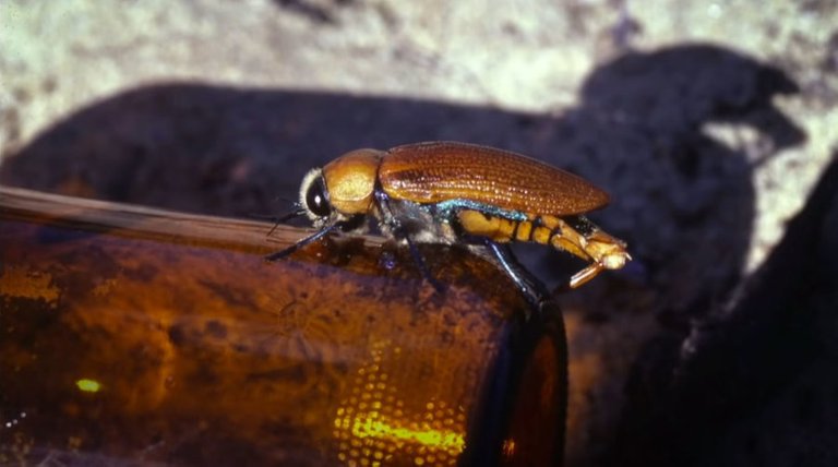 beetle_small.jpg