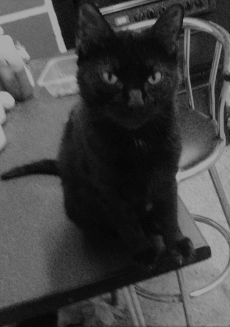 Cat Photography, Well Human B&W, April 23 2017.jpg