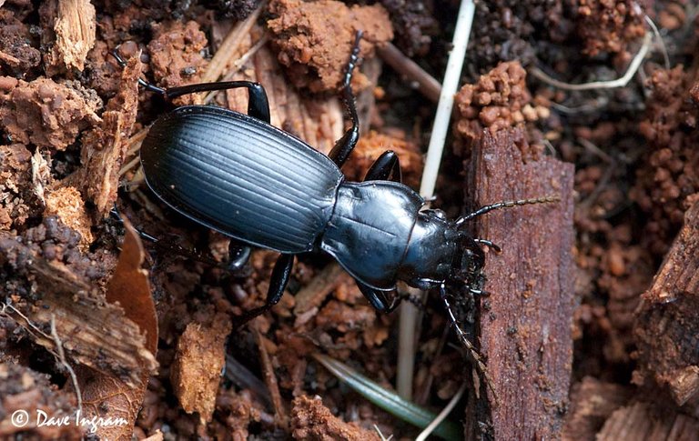 ground_beetle.jpg