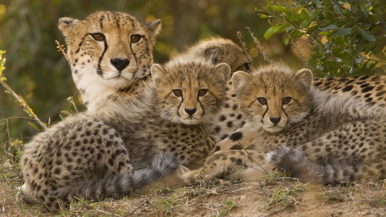 cheetah-mom-cubs.jpg