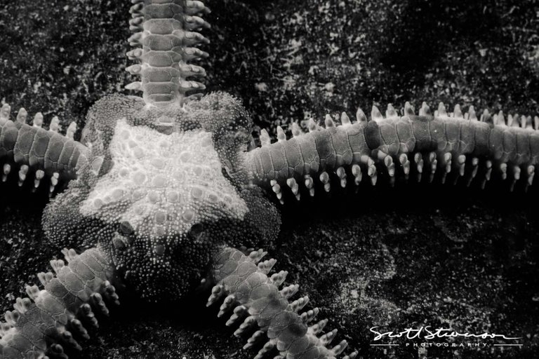 Brittlestar-1.jpg