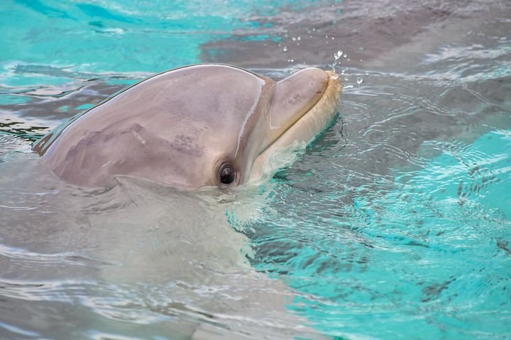 dolphin-3416500__480.jpg