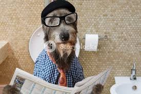 dog readin gpaper.jpg