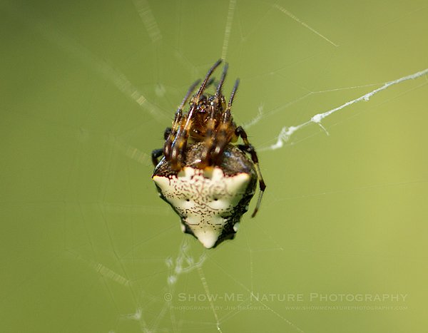 JimBraswell-A5DMK3-5688-TriangulateOrbSpider.jpg