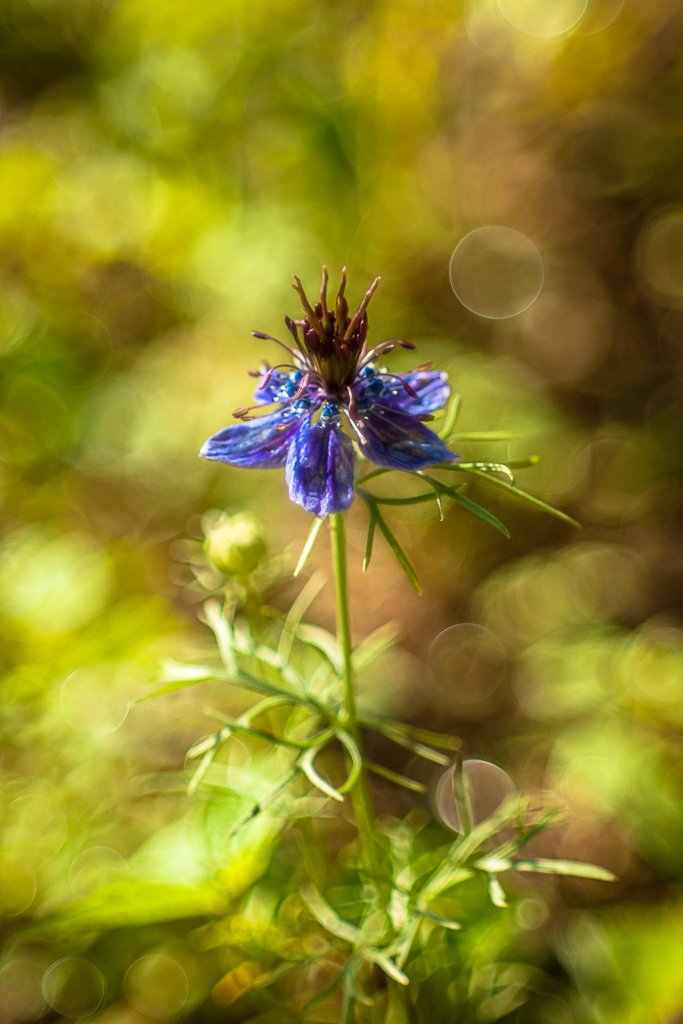 16-07-2018-delphinium-04244.jpg