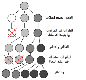 300px-Mutation_and_selection_diagram_ar.PNG