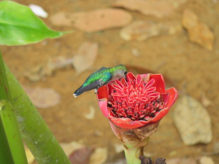 Bird with berry4.jpg