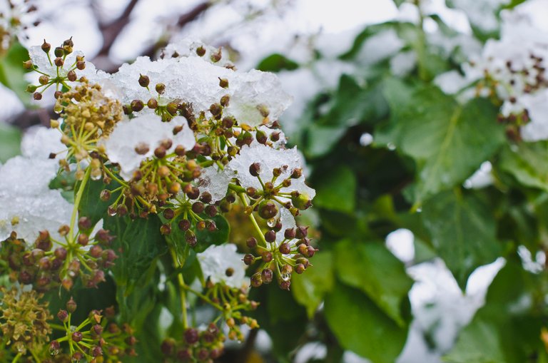 Snow on the green vines and grapes.JPG