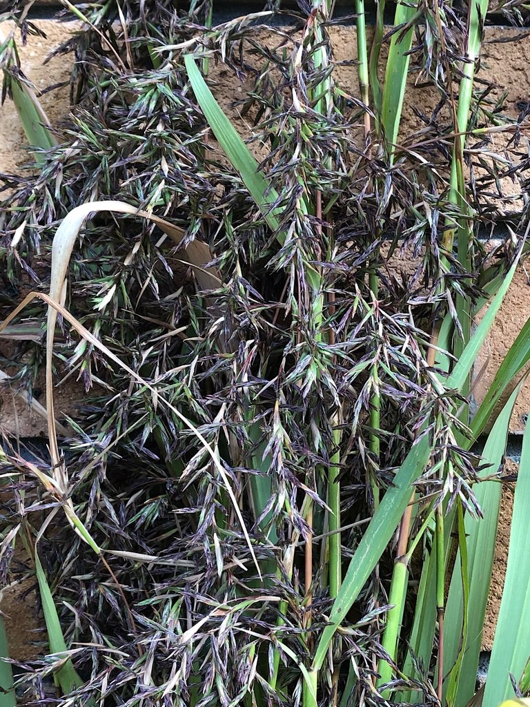 Lemongrass seeds