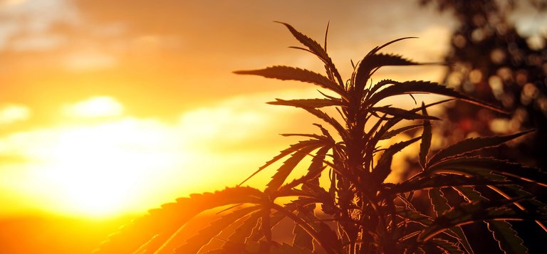 cannabis-plant-at-sunrise-PRX9XUJ.jpg