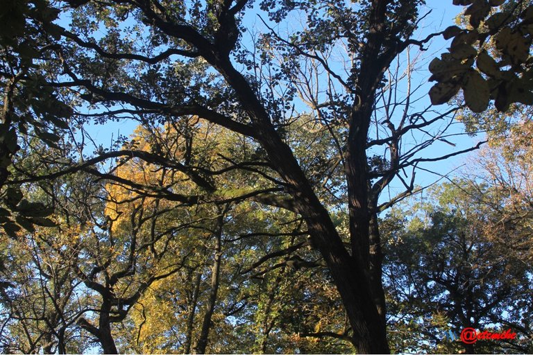 fall colors trees fontenelle forest landscape Fall0039.JPG