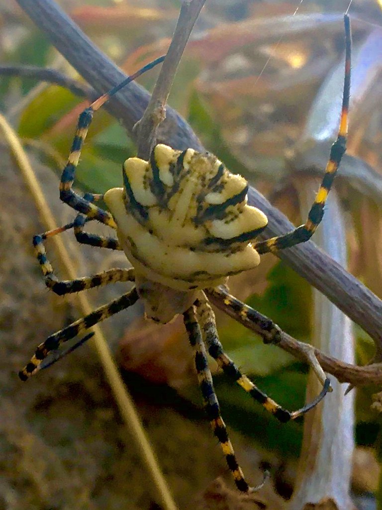 IRL Legend of Zelda Skulltula.jpg