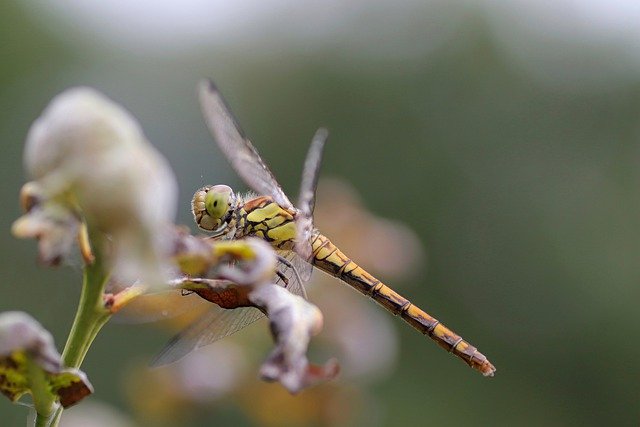 dragonfly-6510395_640.jpg