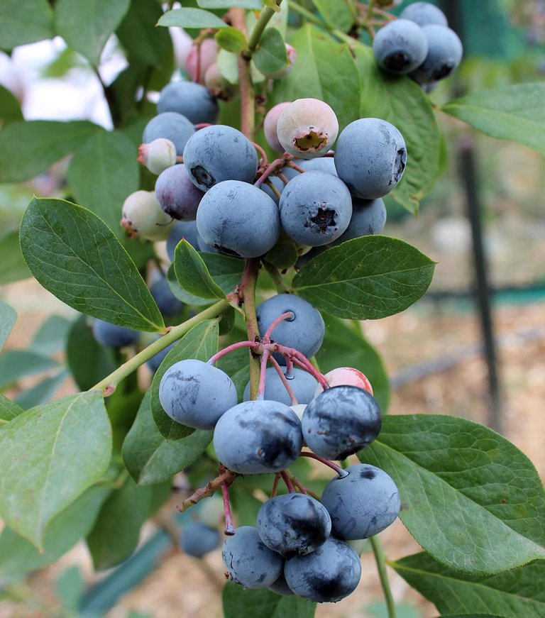 blueberry1.jpg