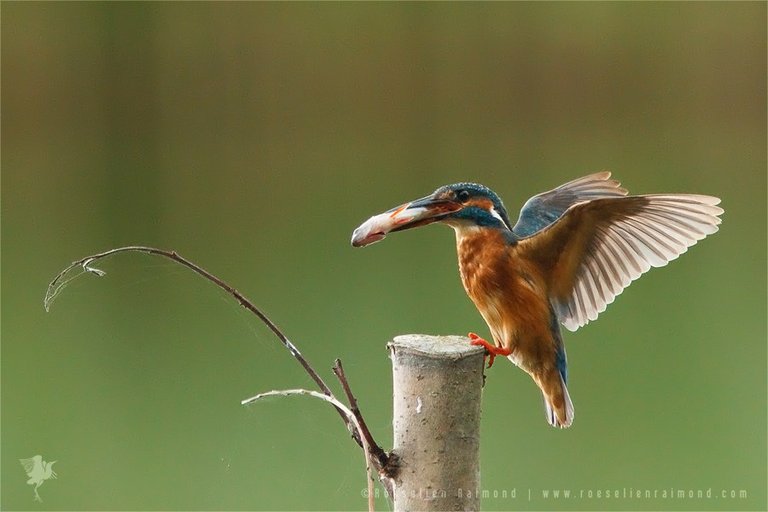 MG_1943_kingfisher_landing.jpg