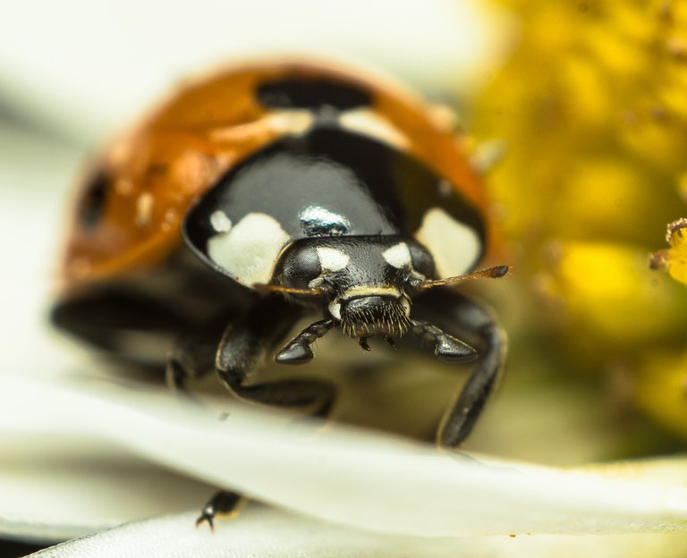 05-06-2018-ladybug+daisy+crop-05843.jpg