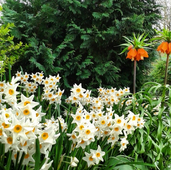 merrion square dublin.png