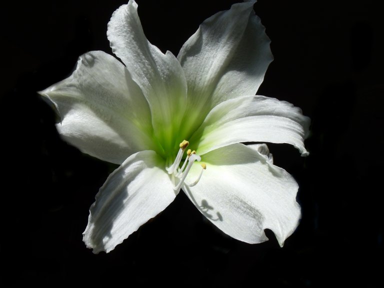 hippeastrum.jpg