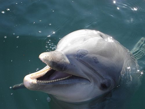 dolphin.jpg